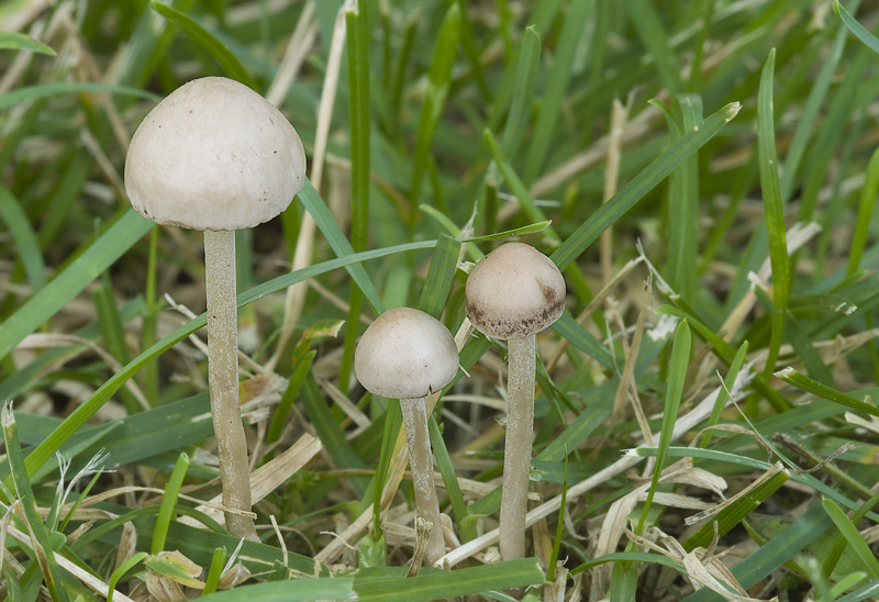 Panaeolina foenisecii